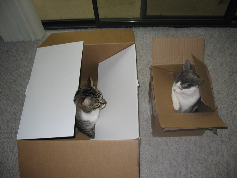 Big cat, big box. Little cat, little box.